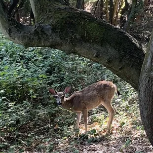Deer on today's walk