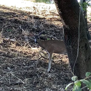 Always love seeing these early morning deer