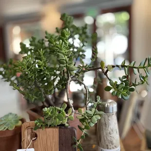 a bonsai plant in a wine bottle