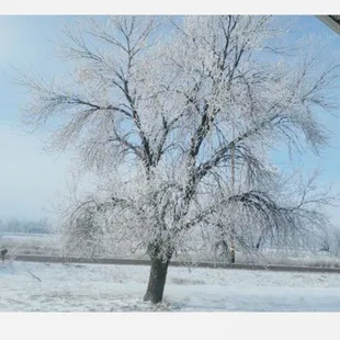 Winter Front Window Pic