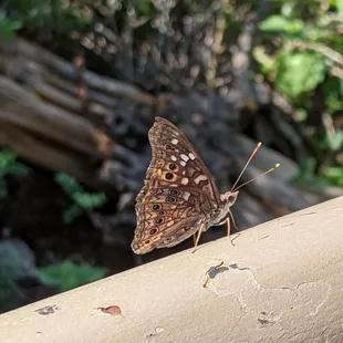 Butterfly! They were everywhere!