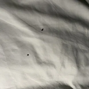 Mouse droppings