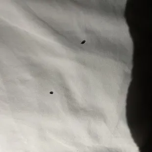 Mouse droppings on bed sheet.