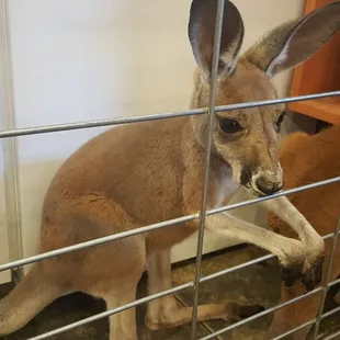 Baby kangaroos in the office.