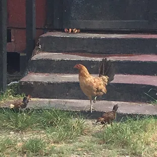 The hen and her chicks out front.