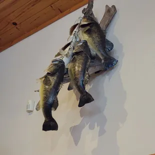 two fish mounted on the wall