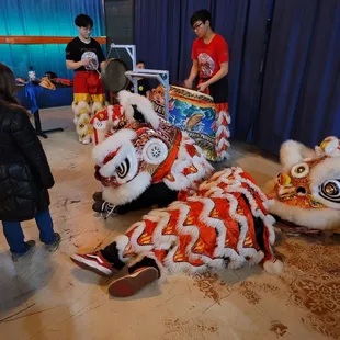 Sleepy lion after lots of dancing.