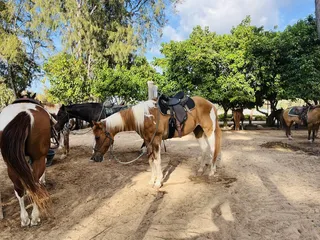 Stables at Turtle Bay Resort