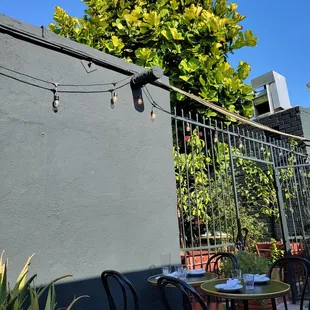 Beautiful, huge fiddle leaf fig tree.