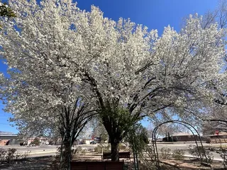 Tony Hillerman Library