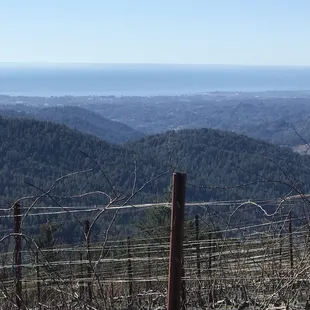 A view of the vineyard