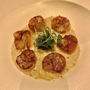 Scallops