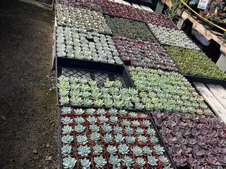 Star Succulent Nursery