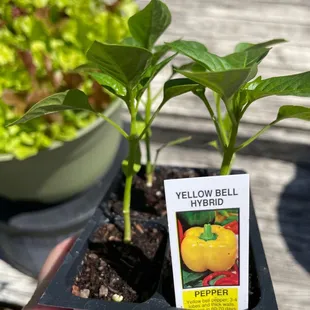 Wonderful variety of vegetable plants