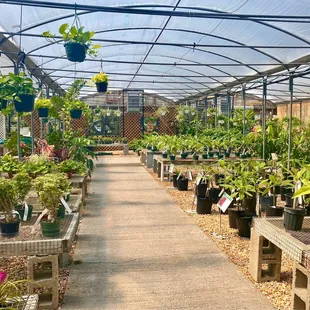 More indoor plants in greenhouse