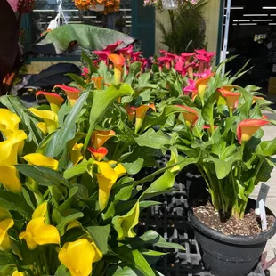 Stunning healthy plants