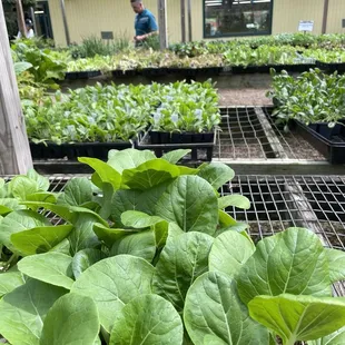 Veggie plants are awesome