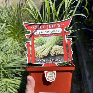 They have Lemon Grass this time of year but it sells out VERY fast. 4/20/23