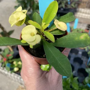 Tiny house plants. The best