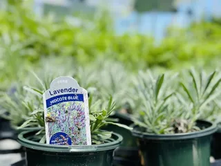 Anderson's - Virginia Beach