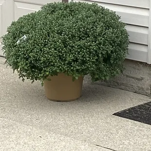 Mum before it bloomed.