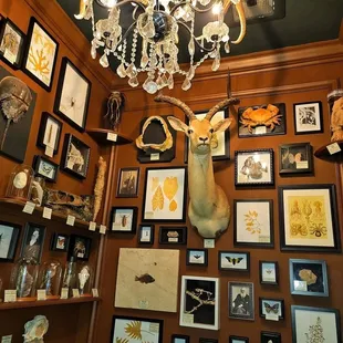 a chandelier and a collection of antelope
