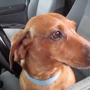 Even my weiner dog doesn't like this cheap baloney!