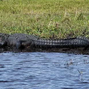 an alligator in the water