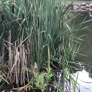 Cattails