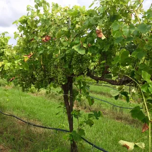 a bunch of grapes growing on the vine