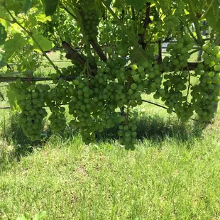 a bunch of grapes hanging from a vine