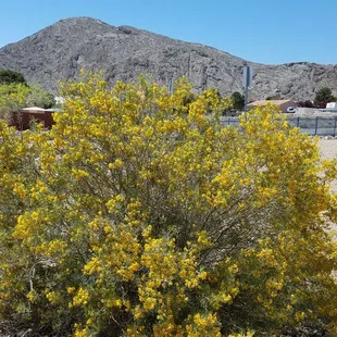 A spring wildflower bloom fronting Lone Mountain.