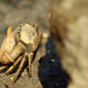 Male Fiddler Crab