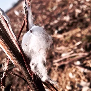 Cotton fields all over the area