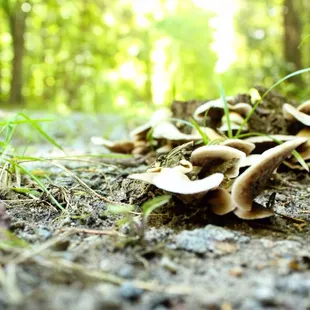 &apos;Shrooms on the road