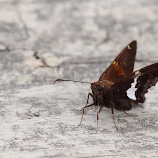 Silver-spotted Skipper Butterfly #happyearthday2016
