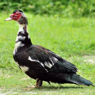 Muscovy Duck