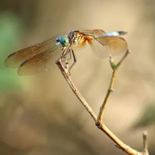 Blue Dasher Dragonfly