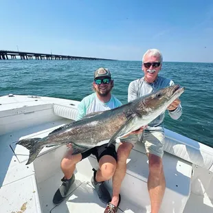 Monster cobia nearby