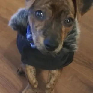 Riley showing off his brand new parka from Long Dog Fat Cat.