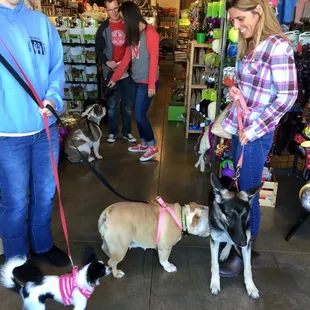 Long Dog Fat Cat inside2