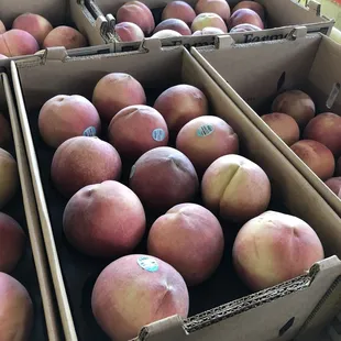 Huge peaches!
