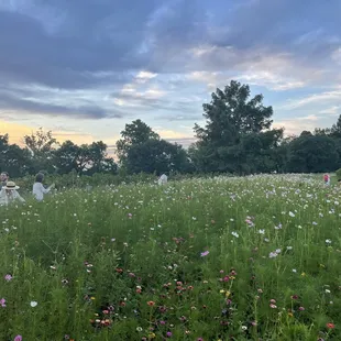 Wildflowers