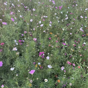 Wildflowers