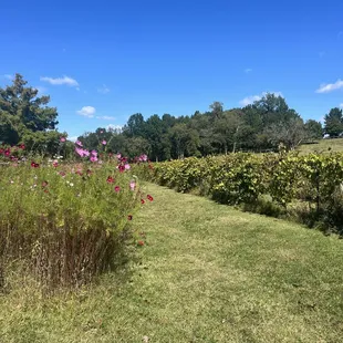 Vineyards and flower gardens