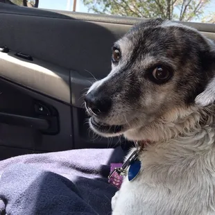 A clean Ristrabell in the car after her bath.
