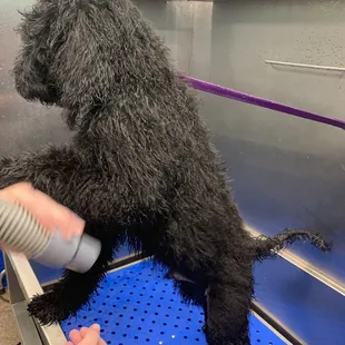 Getting fluffed up at the end!