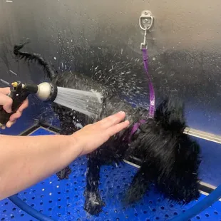 Trying out the DIY pet wash.