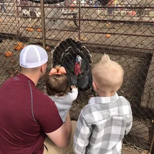 The opposite side of the goat pin, where the chickens were kept. They also had a turkey there