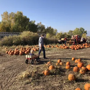 Pumpkins